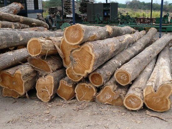 Lợi ích từ sáng chế sử dụng bột gỗ cho ngành công nghiệp hóa chất Lợi ích từ sáng chế sử dụng bột gỗ cho ngành công nghiệp hóa chất