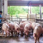 Nhiều trang trại nuôi heo lỗ nặng vì giá heo hơi giảm mạnh