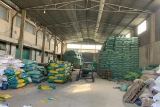 Khởi tố Giám đốc tại Công ty TNHH Đầu tư nông nghiệp Á Châu về tội sản xuất buôn bán hàng giả là giống cây trồng.